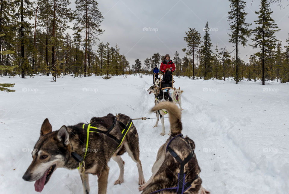 Husky tour