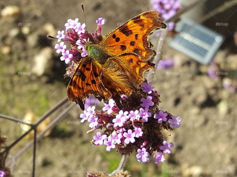 butterfly