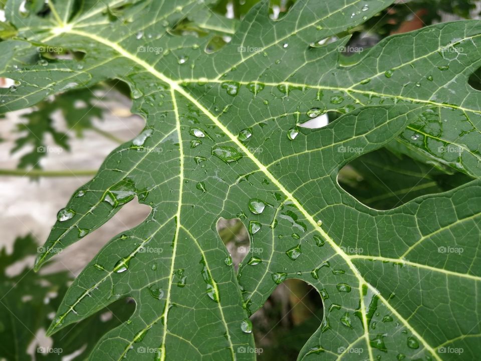 Water on papaya leaves