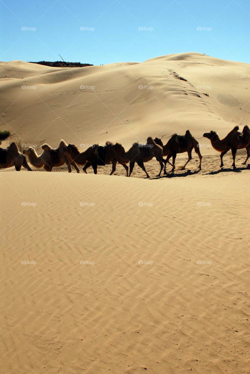 sand dessert dunes camel by el62580000