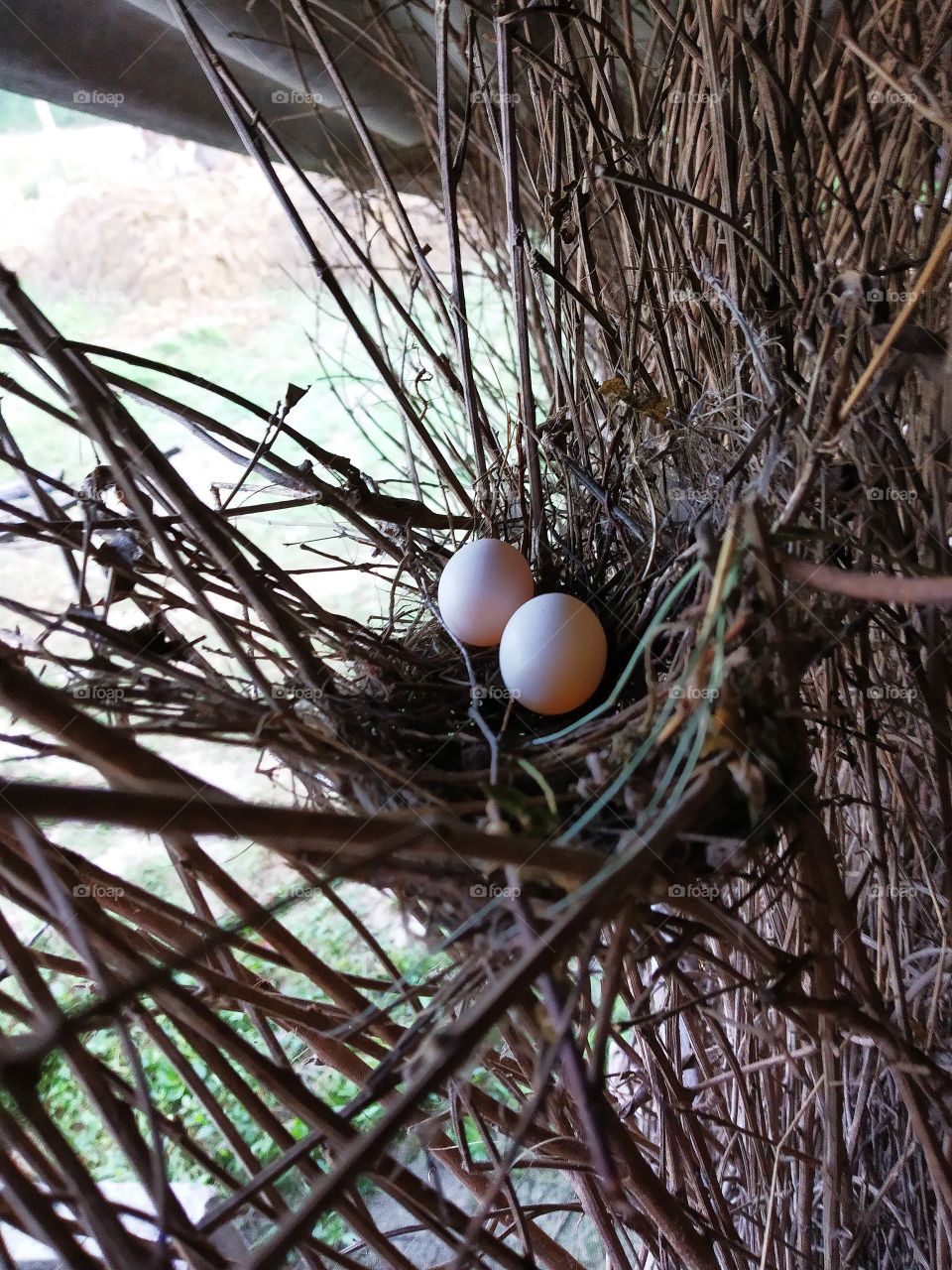 nest& egg