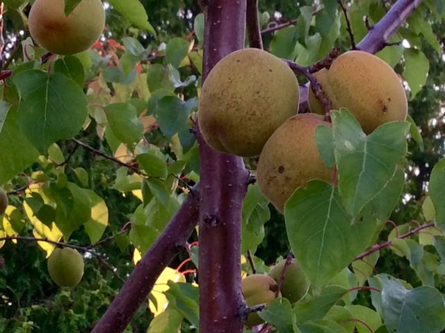 Apricots 