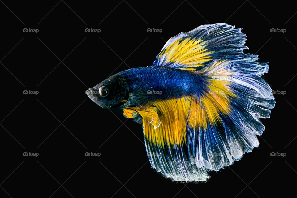 Betta fish against black background