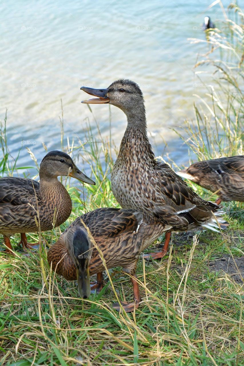 ducks family on a lake shore, love summer time