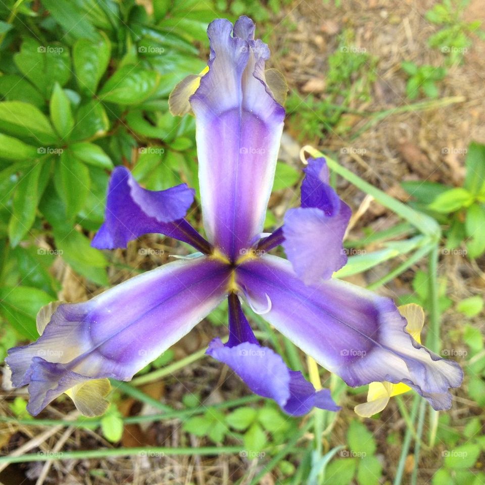 Iris 