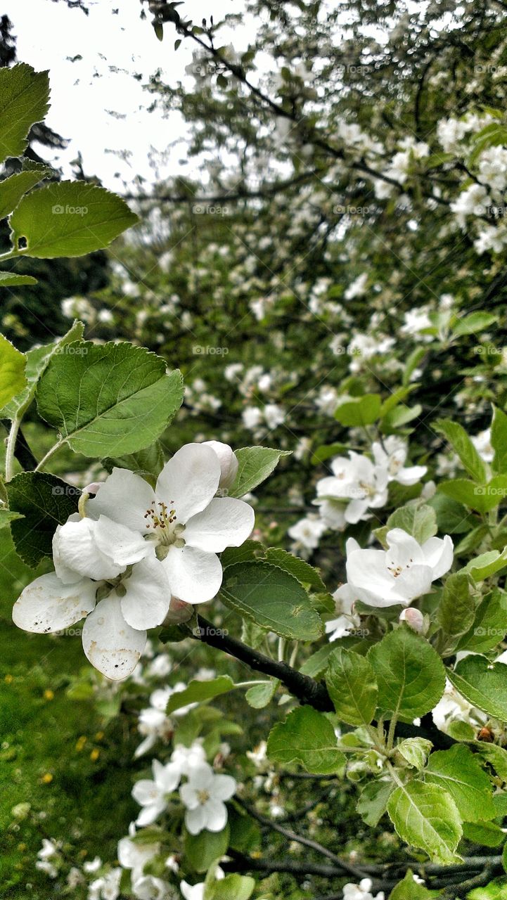 Spring flowers. Spring flowers