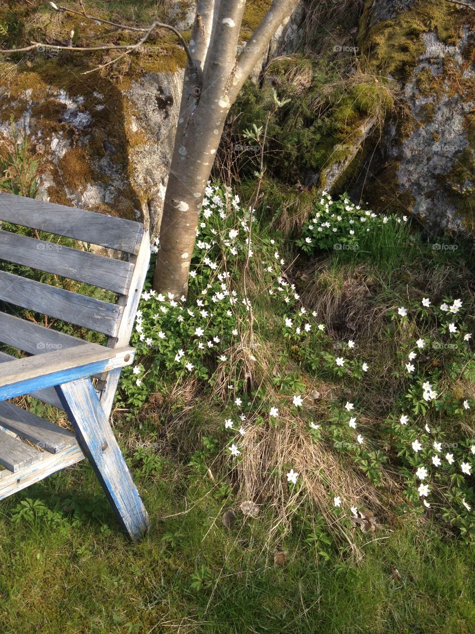 Rest in the anemones wood