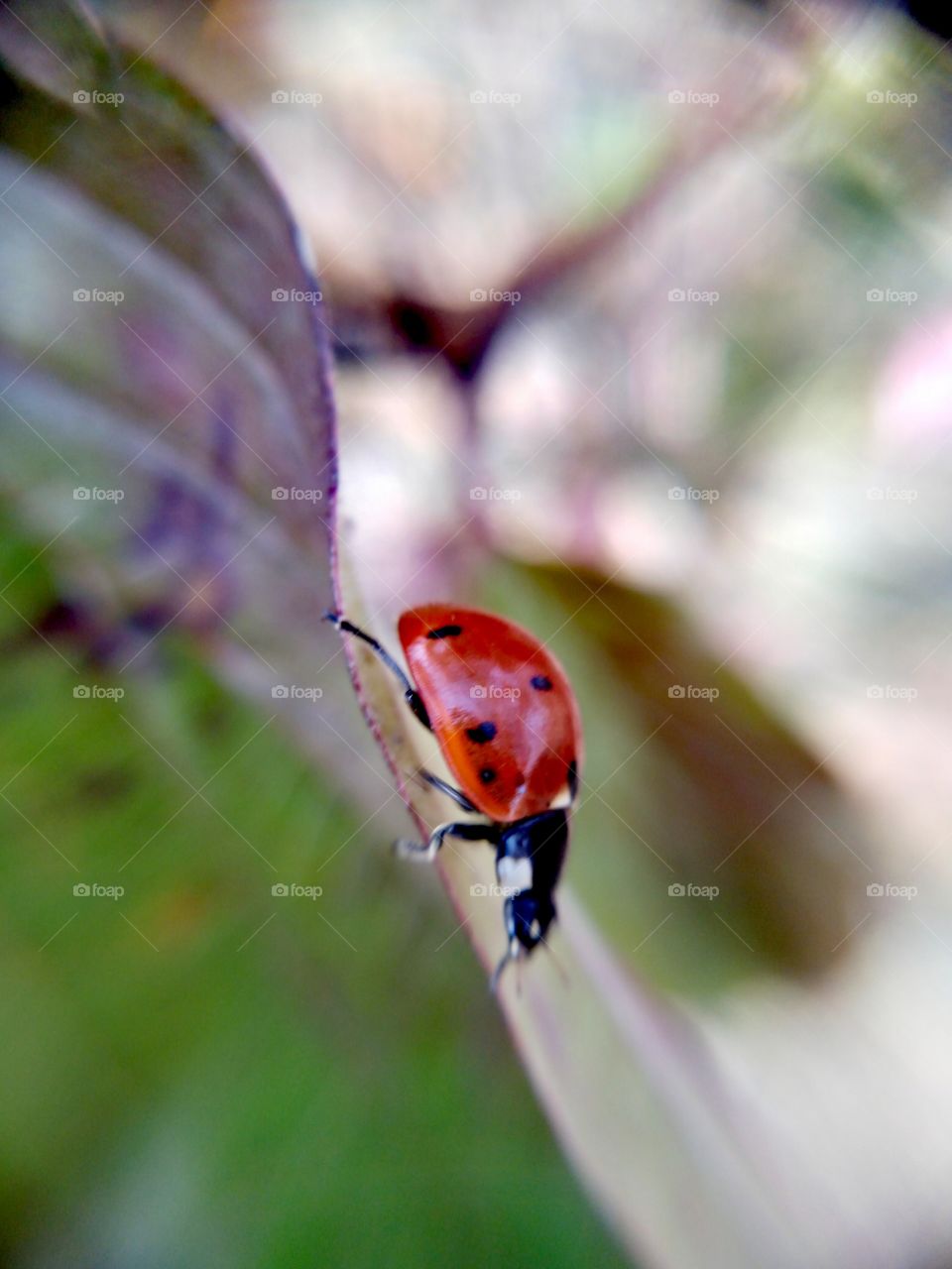 Ladybug in autumn on a leaf.