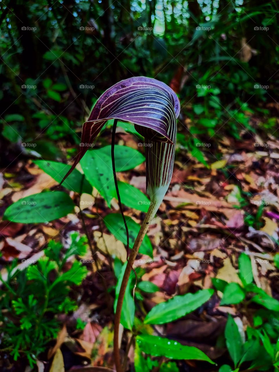 Cobra lily (Arisaema sp) blooming with blurred plant leaves background, growing in tropical forest of North Sumatra, Indonesia