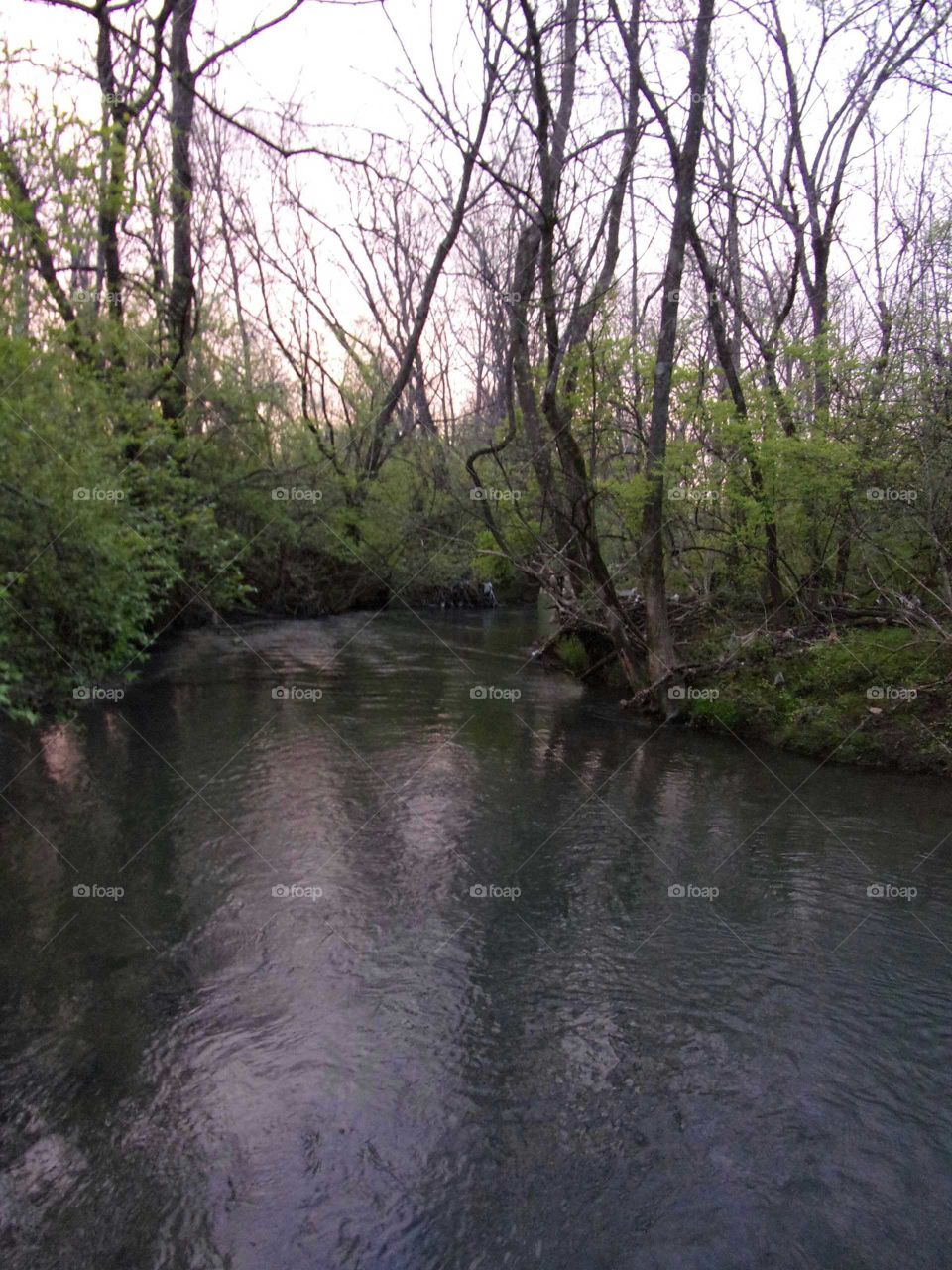 Beautiful, peaceful creek encased by trees and foliage