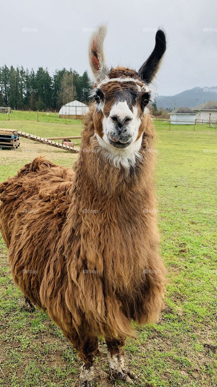 Llama 