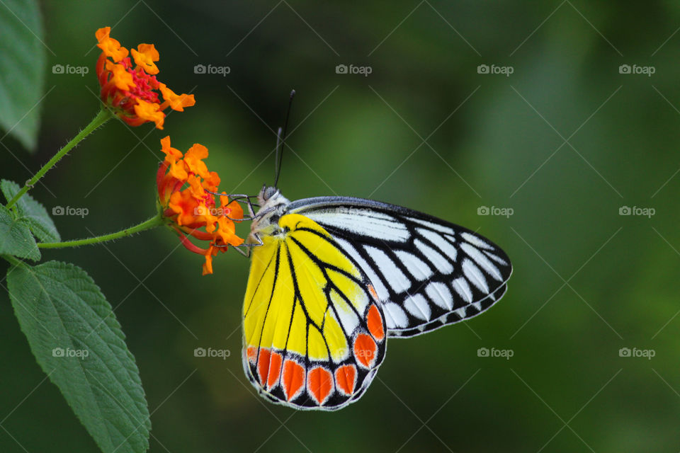 Beautiful butterfly