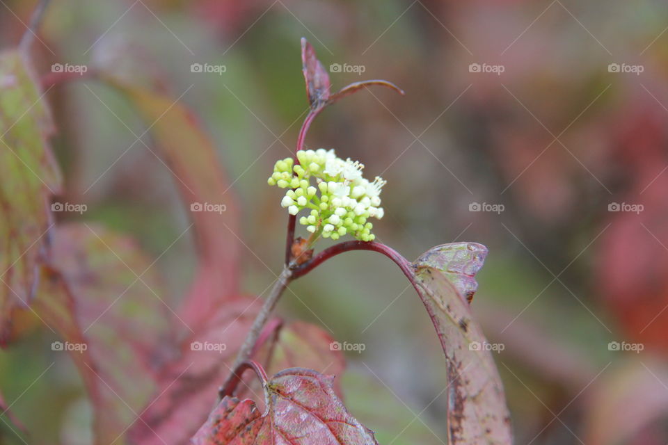 Plant bud