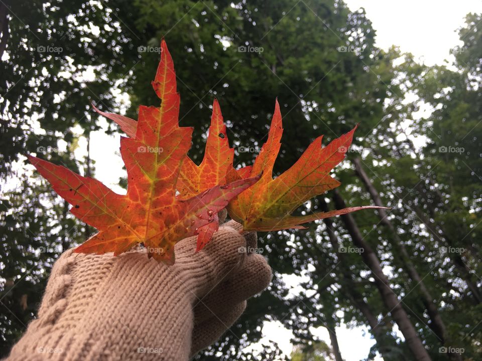Holding beautiful autumn leaves in fall with trees 