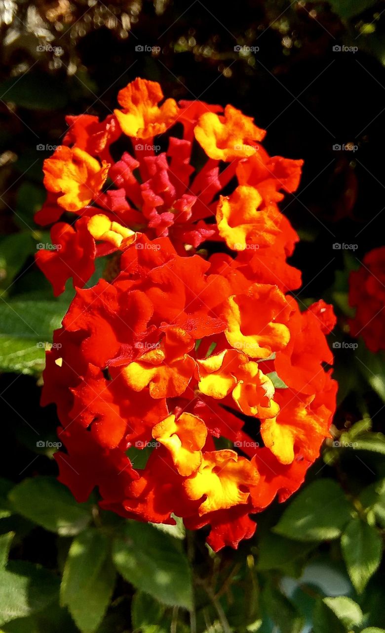 Red flowers