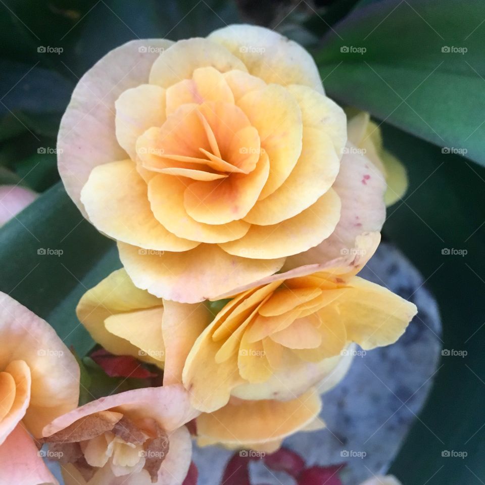 Begônias muito bonitas decorando nossa casa. Quem não gosta desta flor tão delicada? 🇧🇷/ Very beautiful begonias decorating our house. Who does not like this delicate flower? 🇺🇸 /