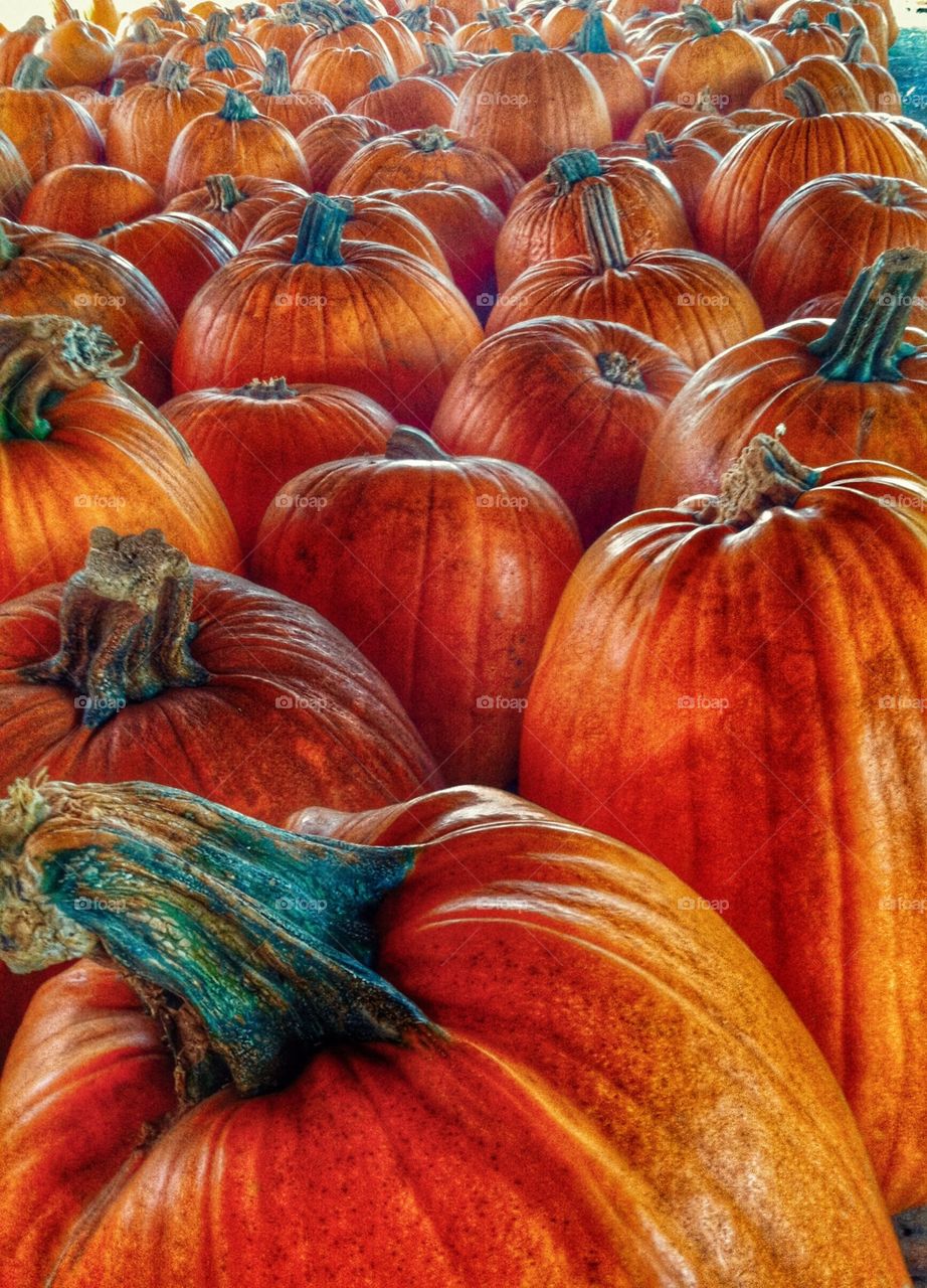 Autumn is here! Pumpkin patch