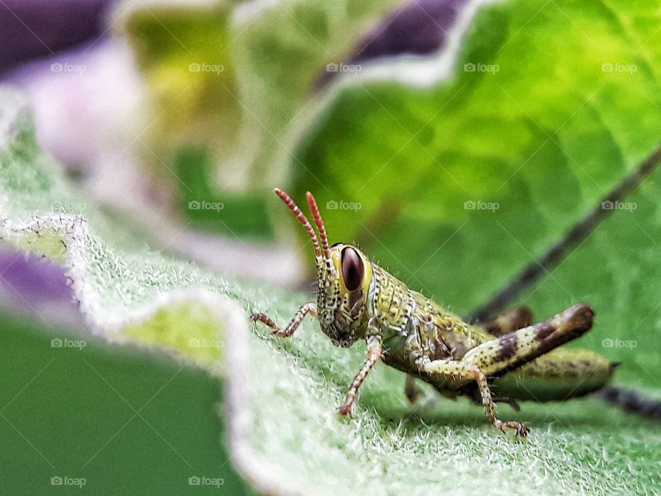 grasshopper