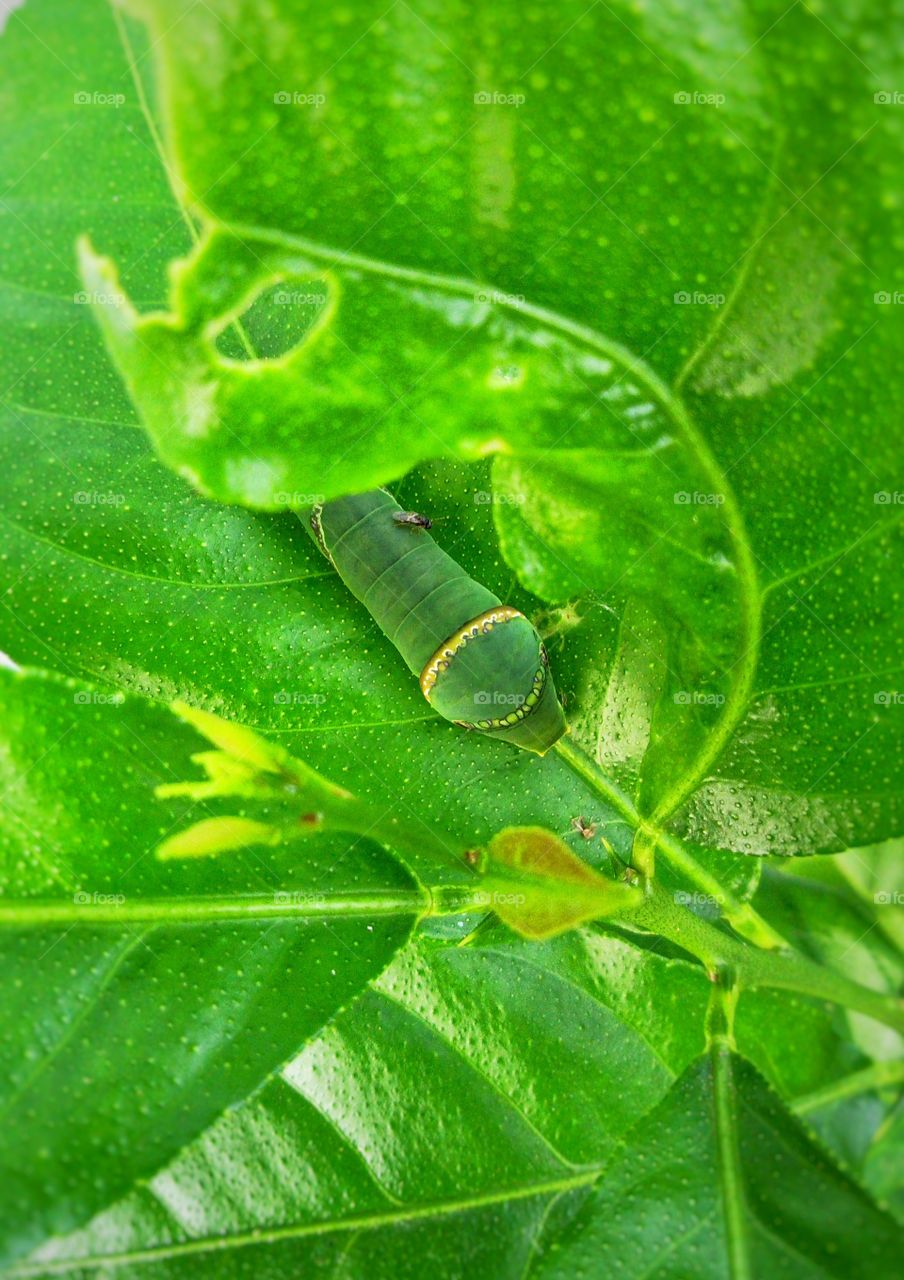 larva,insect, green