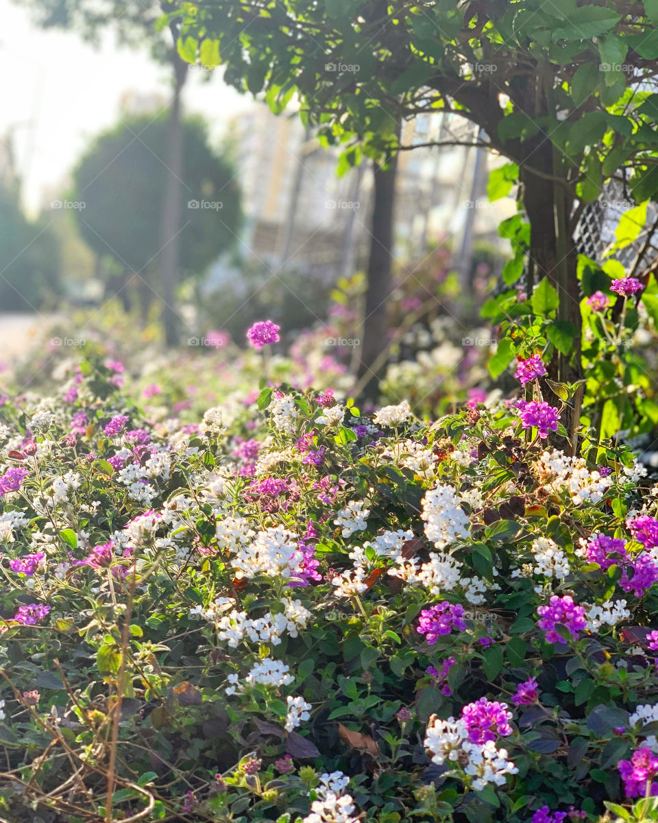 Flowers