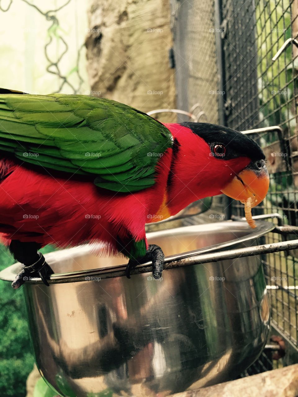 Colorful bird. Bird eating 