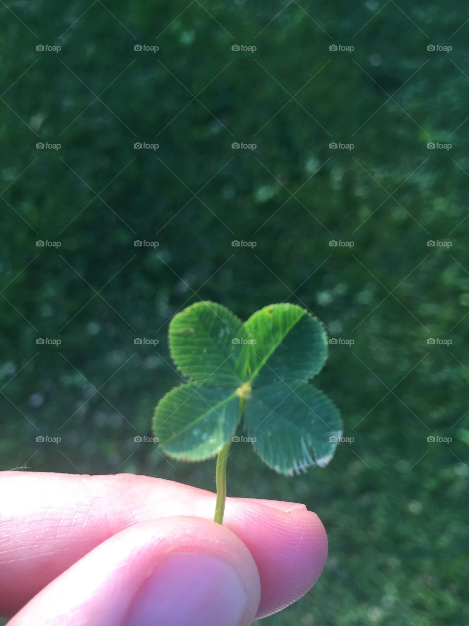 A 4 leaf clover
