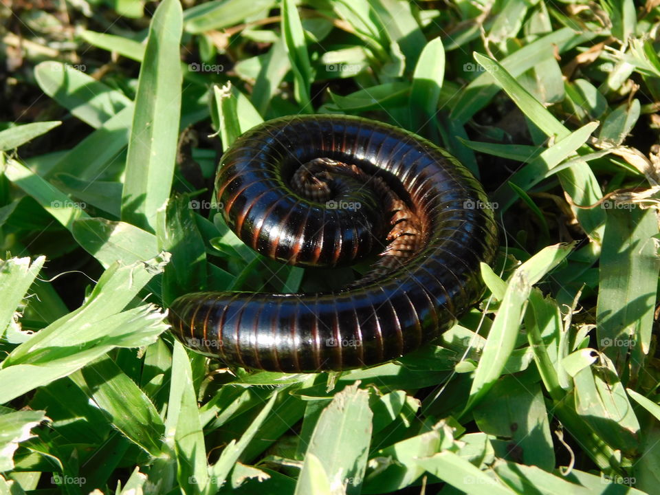 A millipede we call shongolo in South Africa...slowly unwinding itself from its defense mode. 