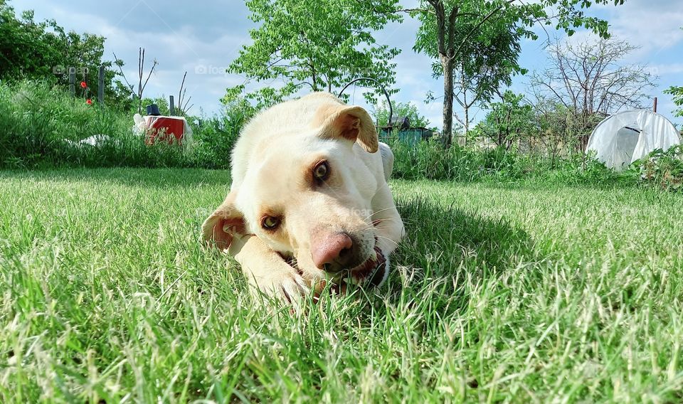dog on a grass