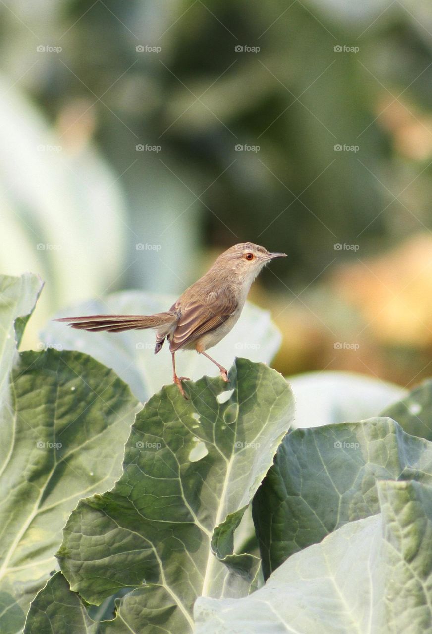 Tawny flanked prinia