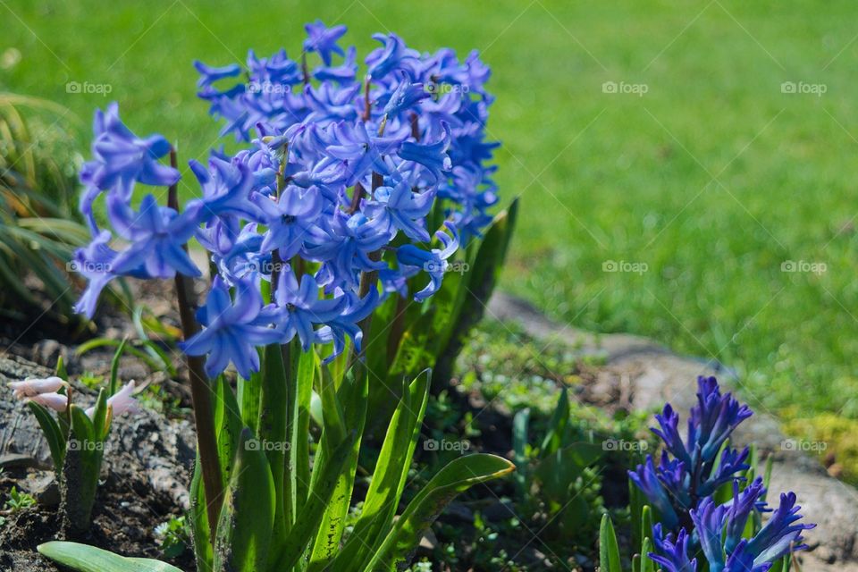 Light Blue Springtime