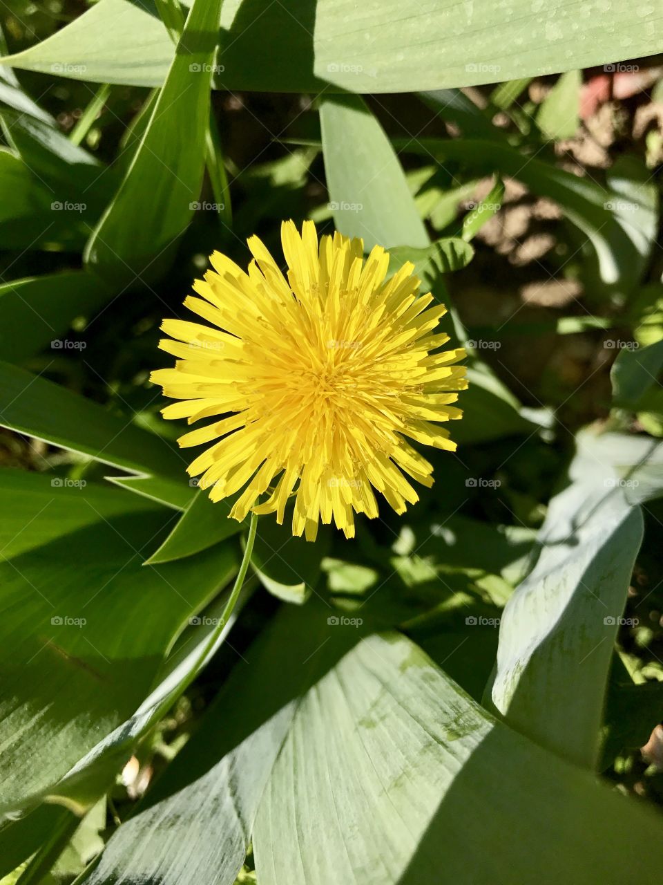Flora, Nature, Leaf, No Person, Flower