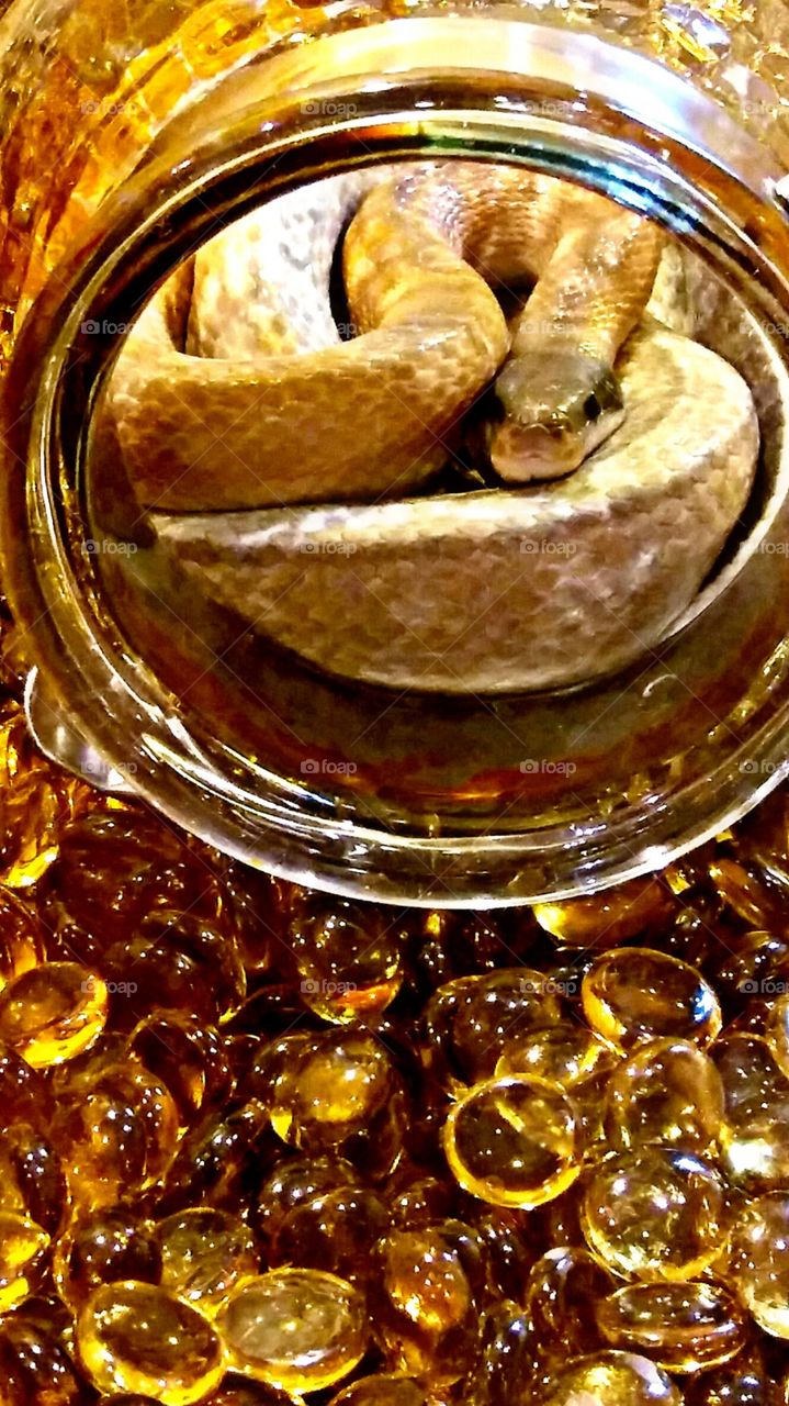 snake in jar