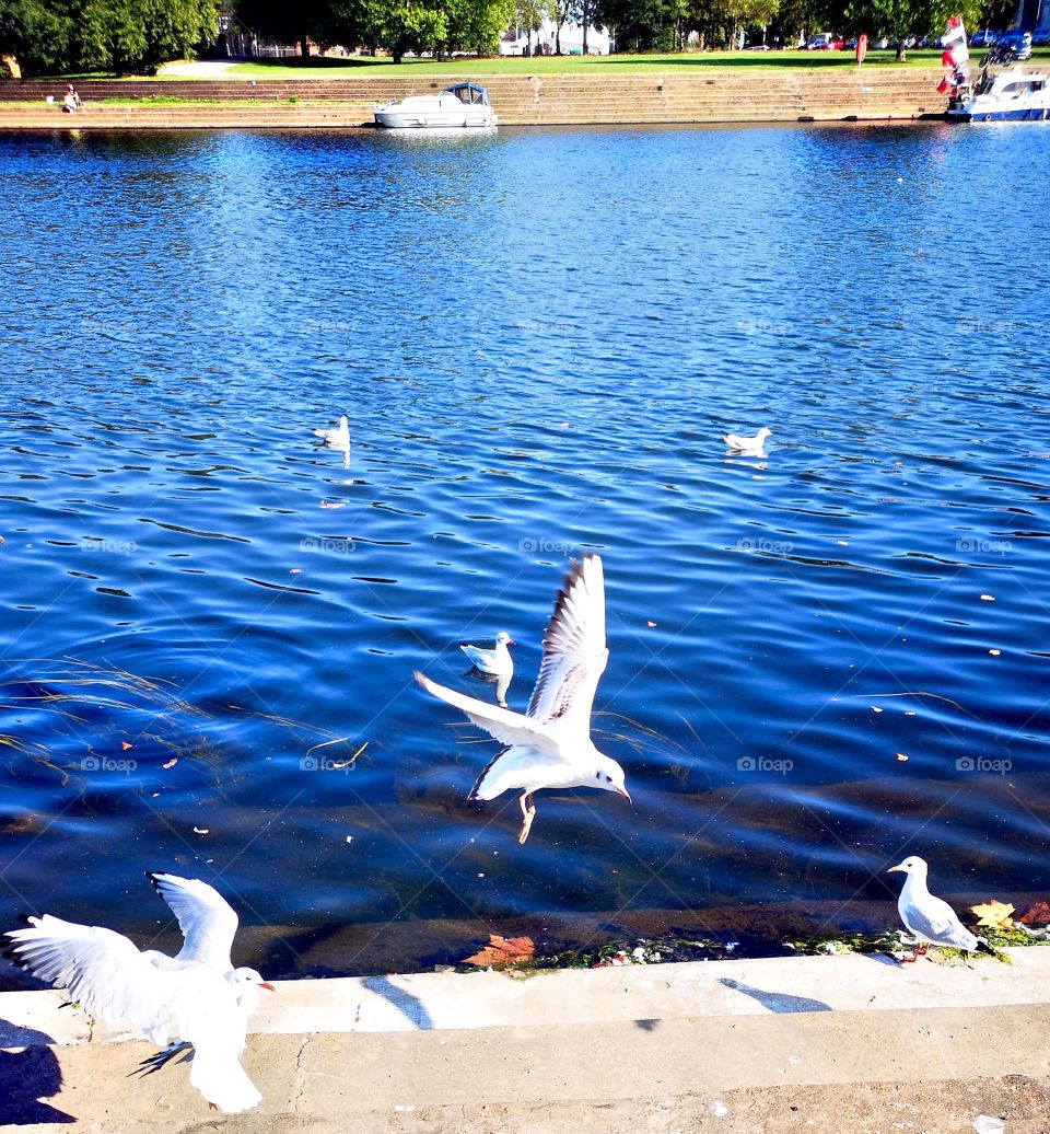 Seagulls by the river