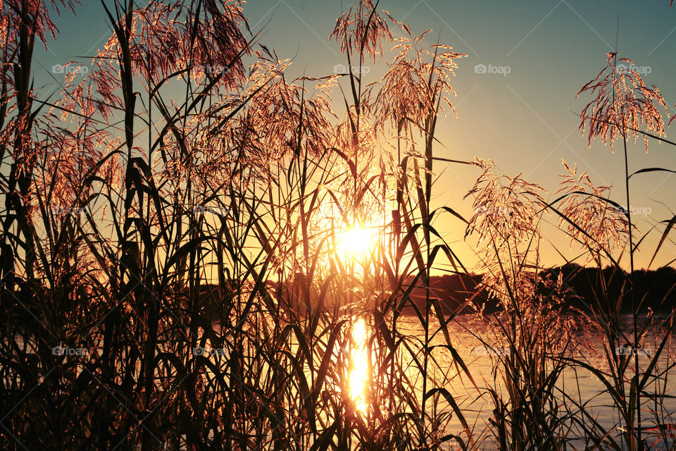Silhouette of grass in lake