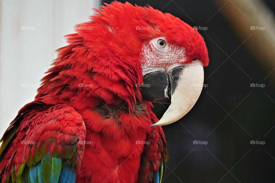 ara, red parrot