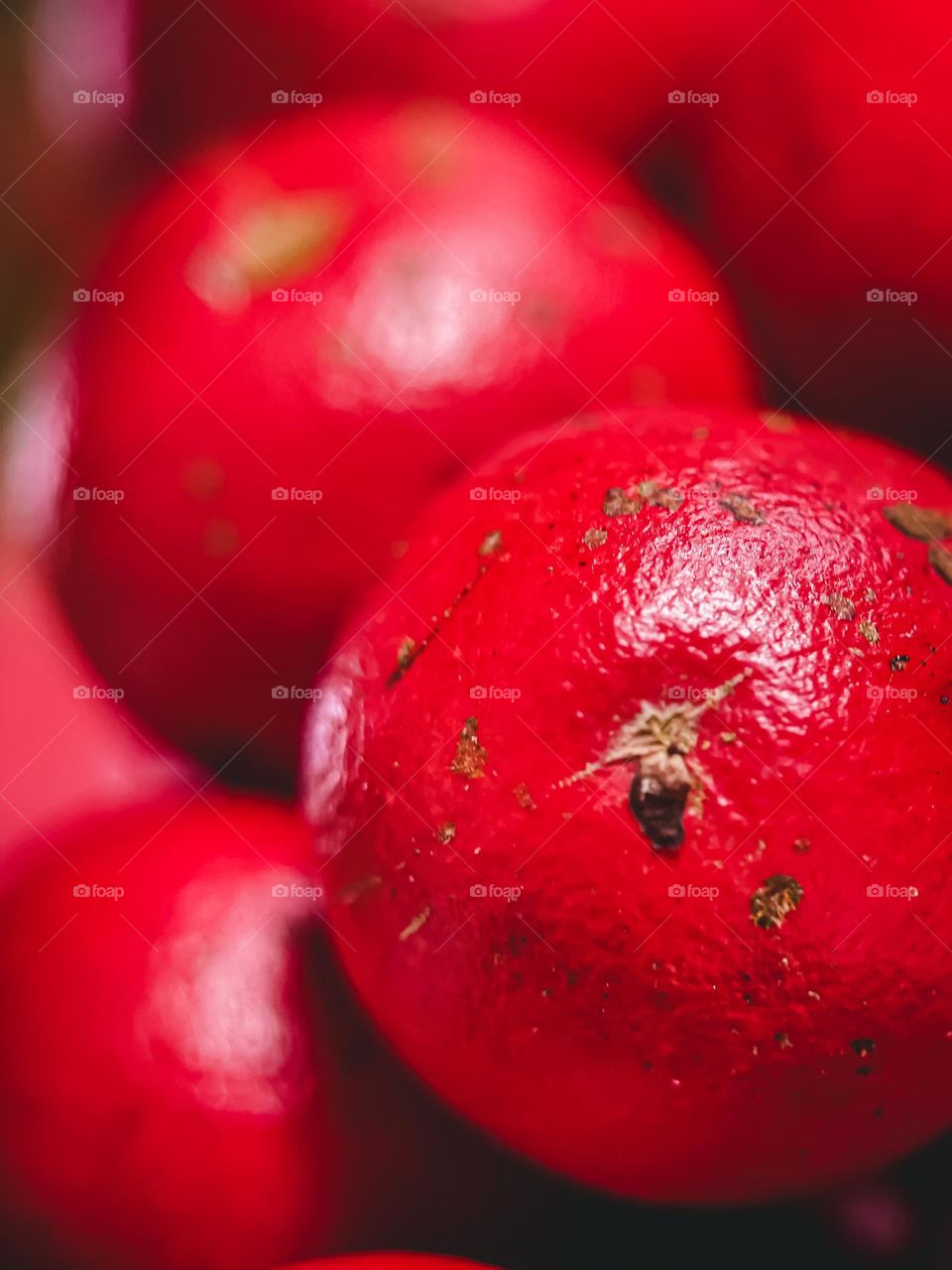 Macro view of a round red hot wild fruit. Poisonous red fruit