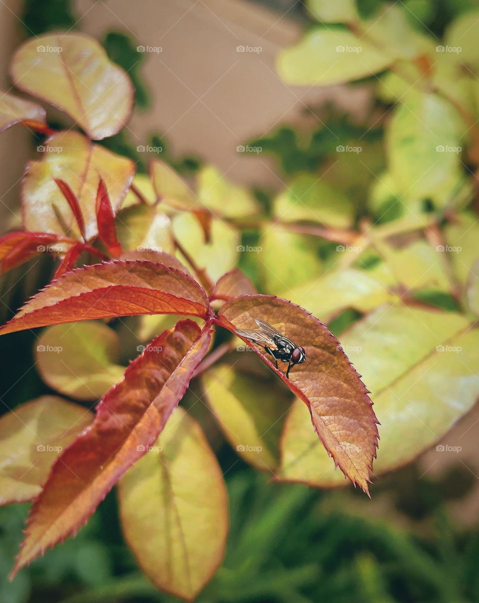 A rose plant hosting a fly