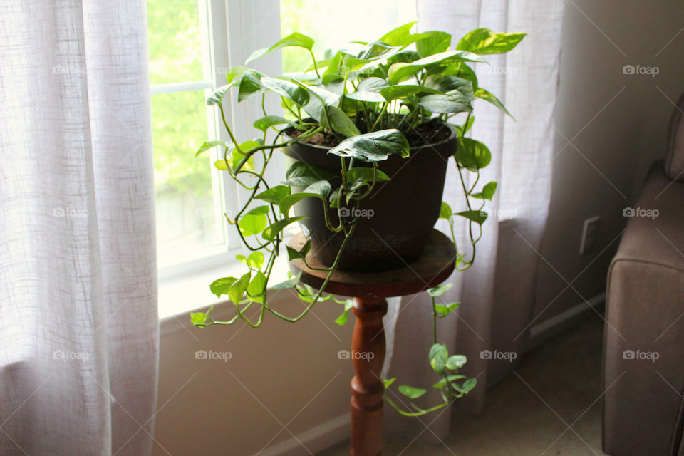 Vining plant basks in the sunlight near the window
