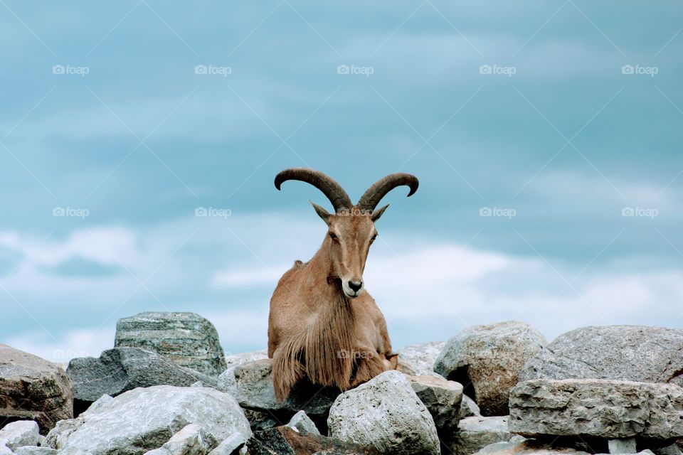 Mountain goat at the peak 