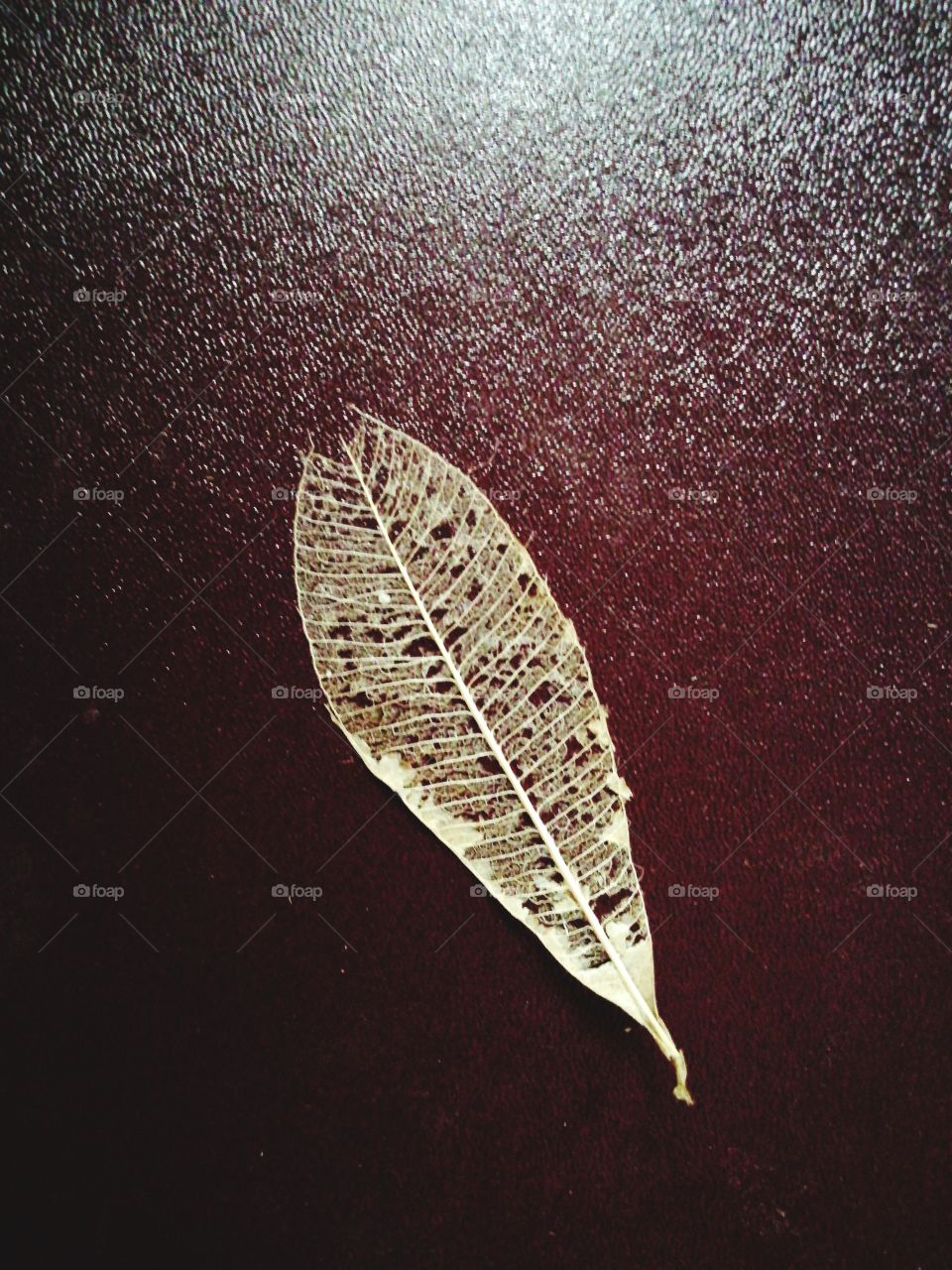 Leaf with veins.