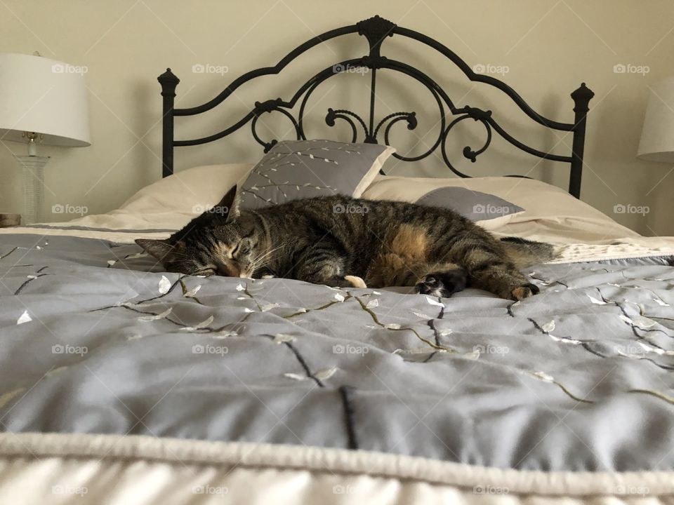 Comfy Sleeping cat not in her kitty bed 