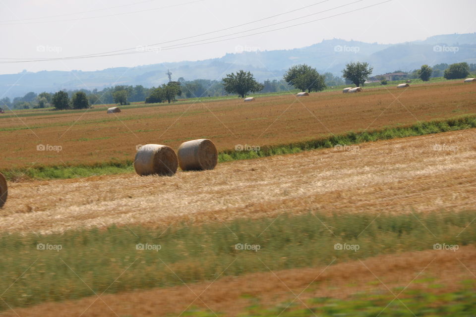 Rolls of haystack,on the fields already harvested  in the hot summer month - as seen while driving slowly in Lombardia