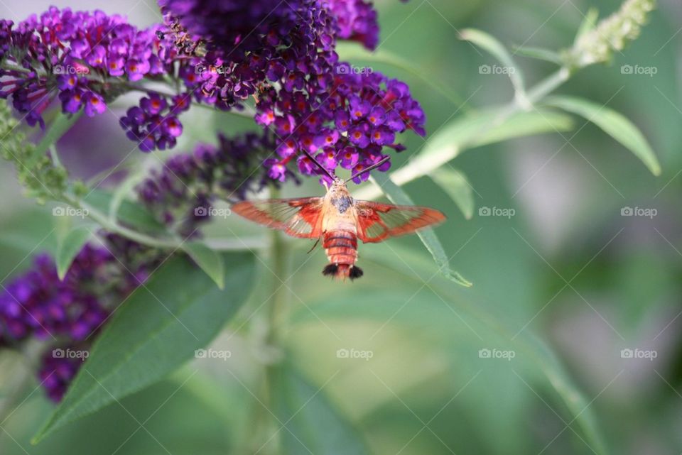 Hummingbird Moth