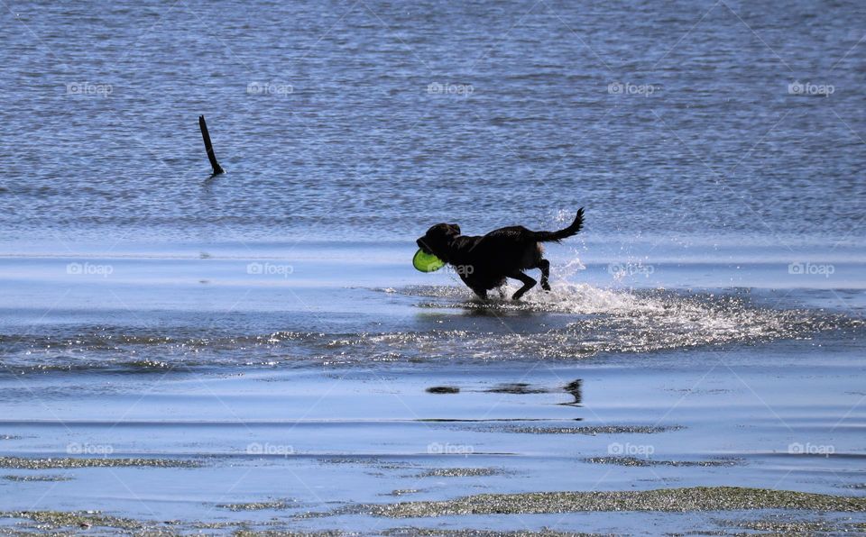Dog splashing through the beach surf