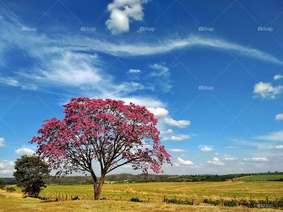 Stunning scenery of a wide space in the field, with a blue sky, few white clouds, mountains in the distance on the horizon and a pink ipe tree embellishing the landscape even more