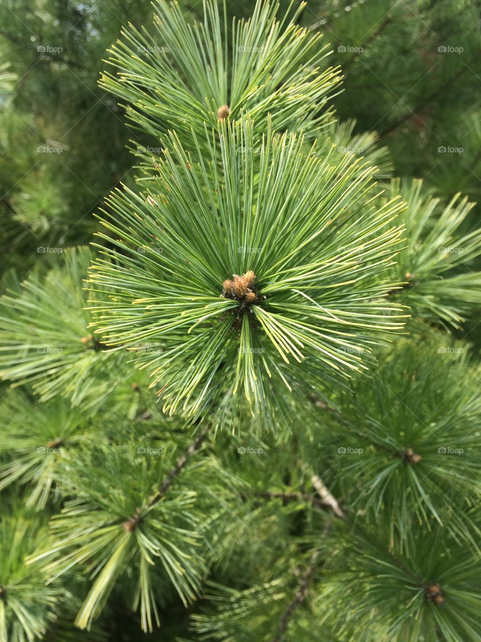 Springtime Pine 