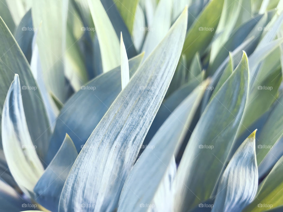 Natural background made of a macro shot of green-blue leaves of a tropical plant 