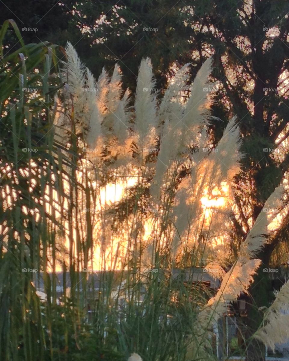 Pampas grass at sunrise