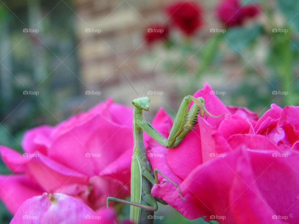 Praying mantis on rose