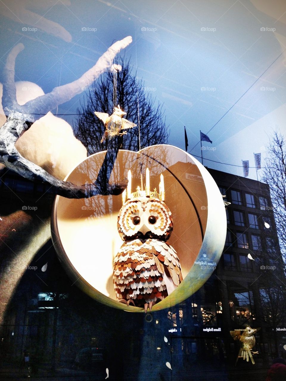 owl window display